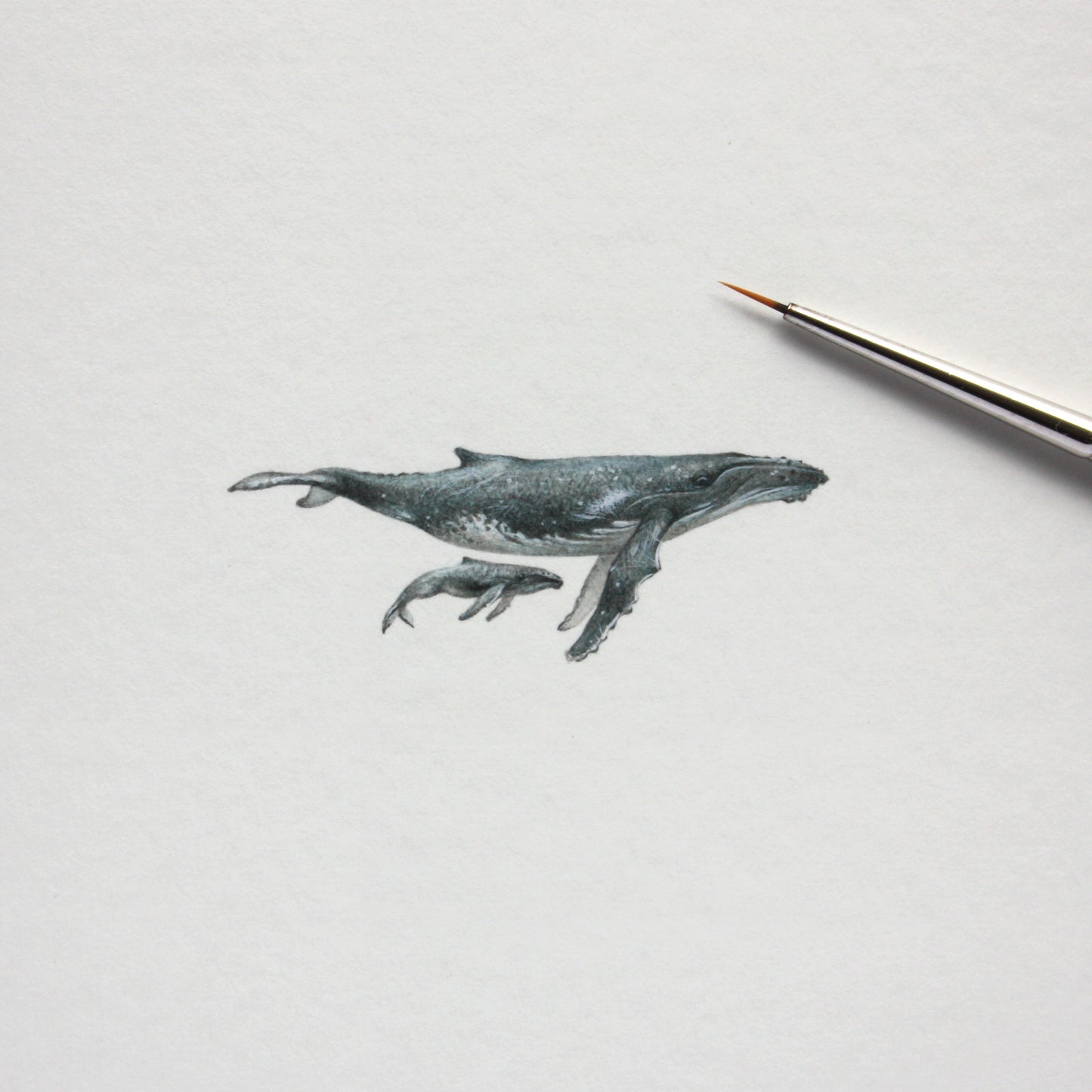 Humpback Whales (Megaptera novaeangliae) – Original Watercolor Miniature