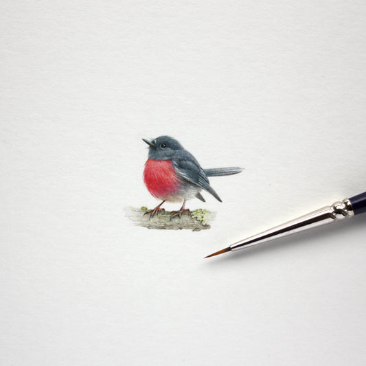 Original watercolor miniature painting. Australian Pink Robin
