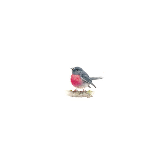 Australian Pink Robin. Print from original watercolor miniature painting