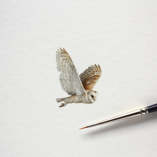 Original watercolor miniature painting. Barn Owl (flying)