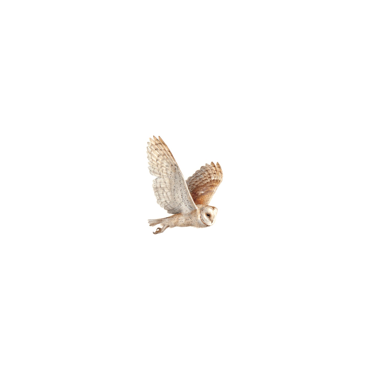 Barn Owl (flying). Print from original watercolor miniature painting