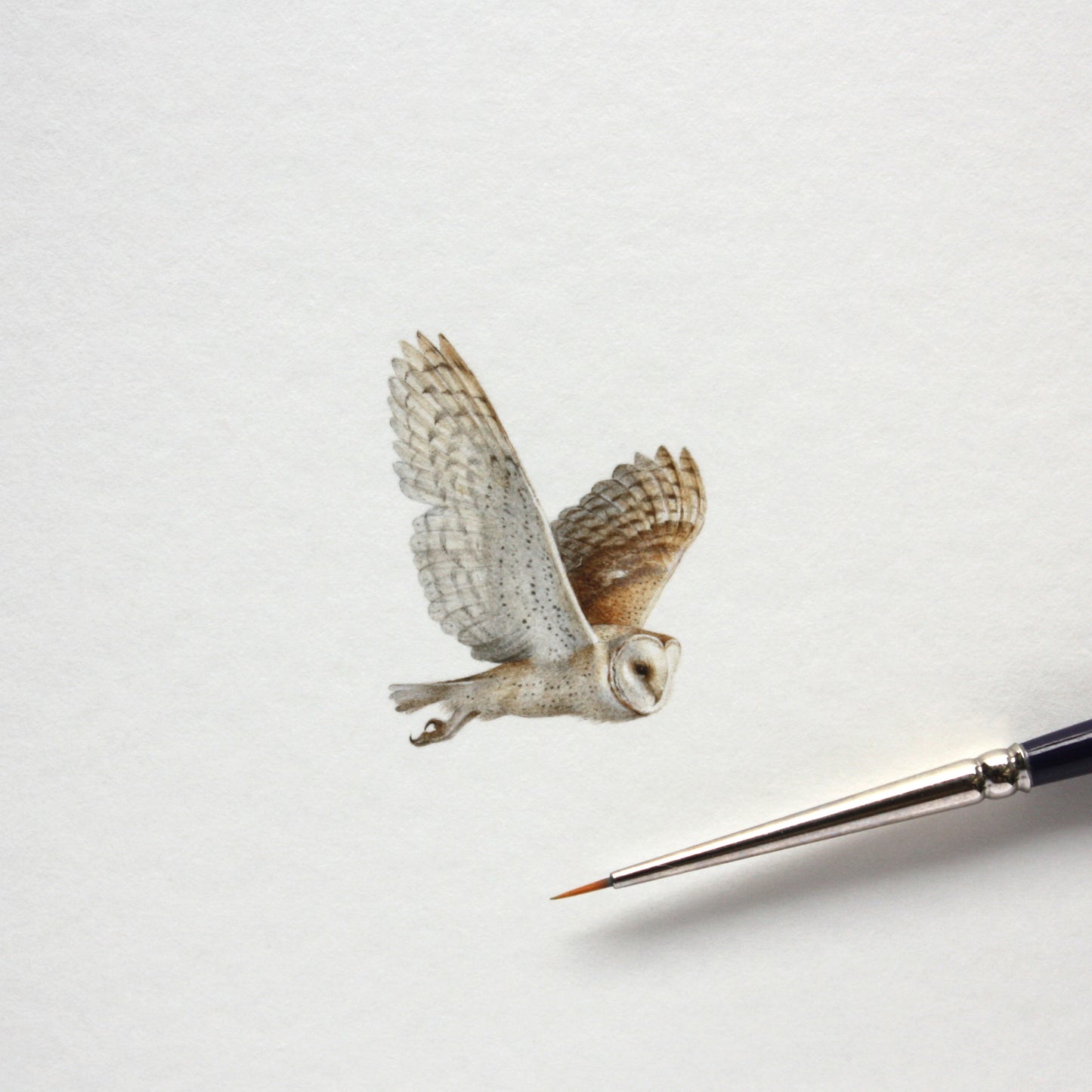 Barn Owl (flying). Print from original watercolor miniature painting