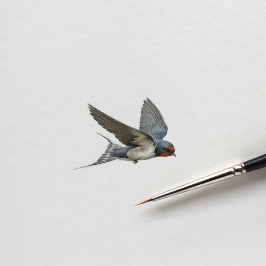 Original watercolor miniature painting. Barn Swallow (flying)