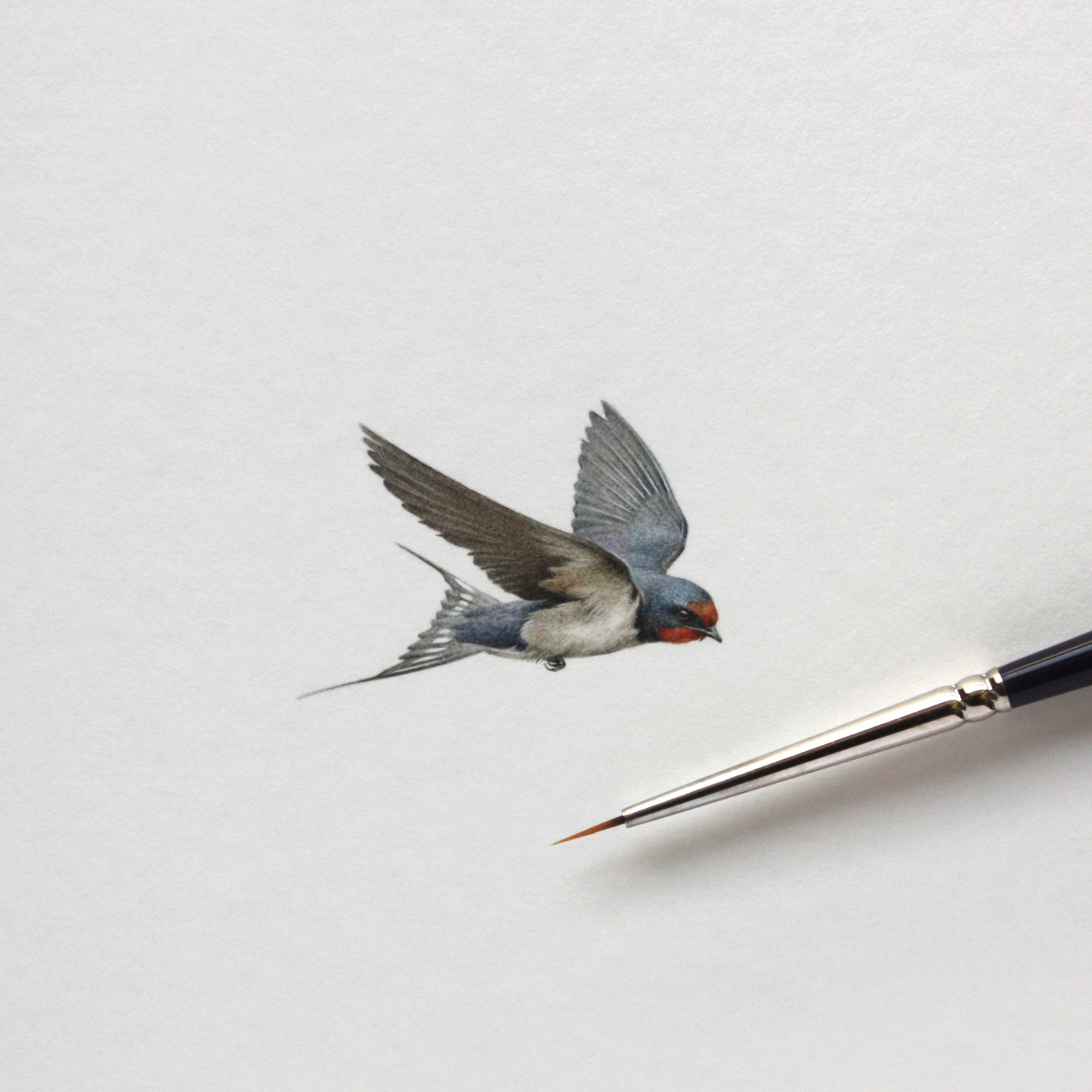 Barn Swallow (flying). Print from original watercolor miniature painting