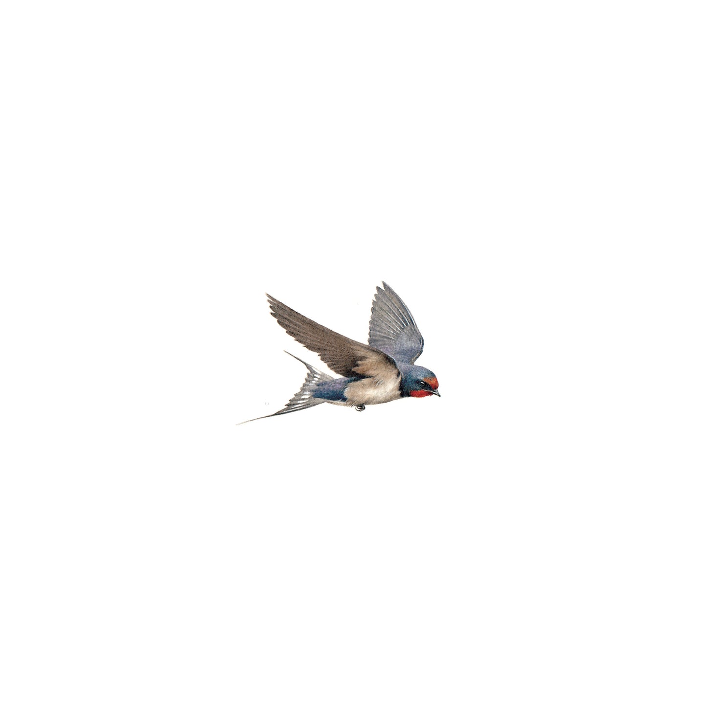 Barn Swallow (flying). Print from original watercolor miniature painting