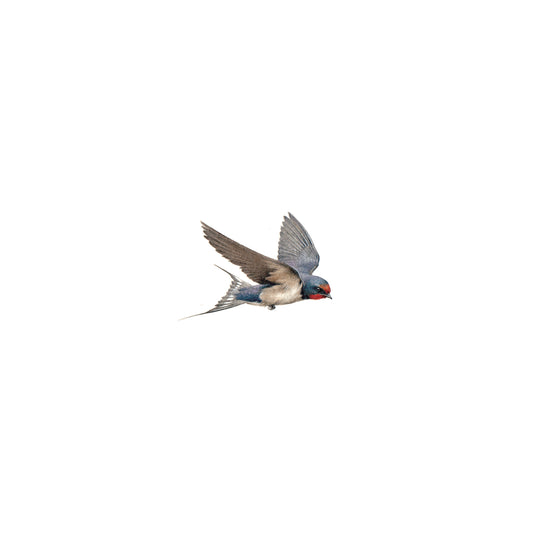Barn Swallow (flying). Print from original watercolor miniature painting