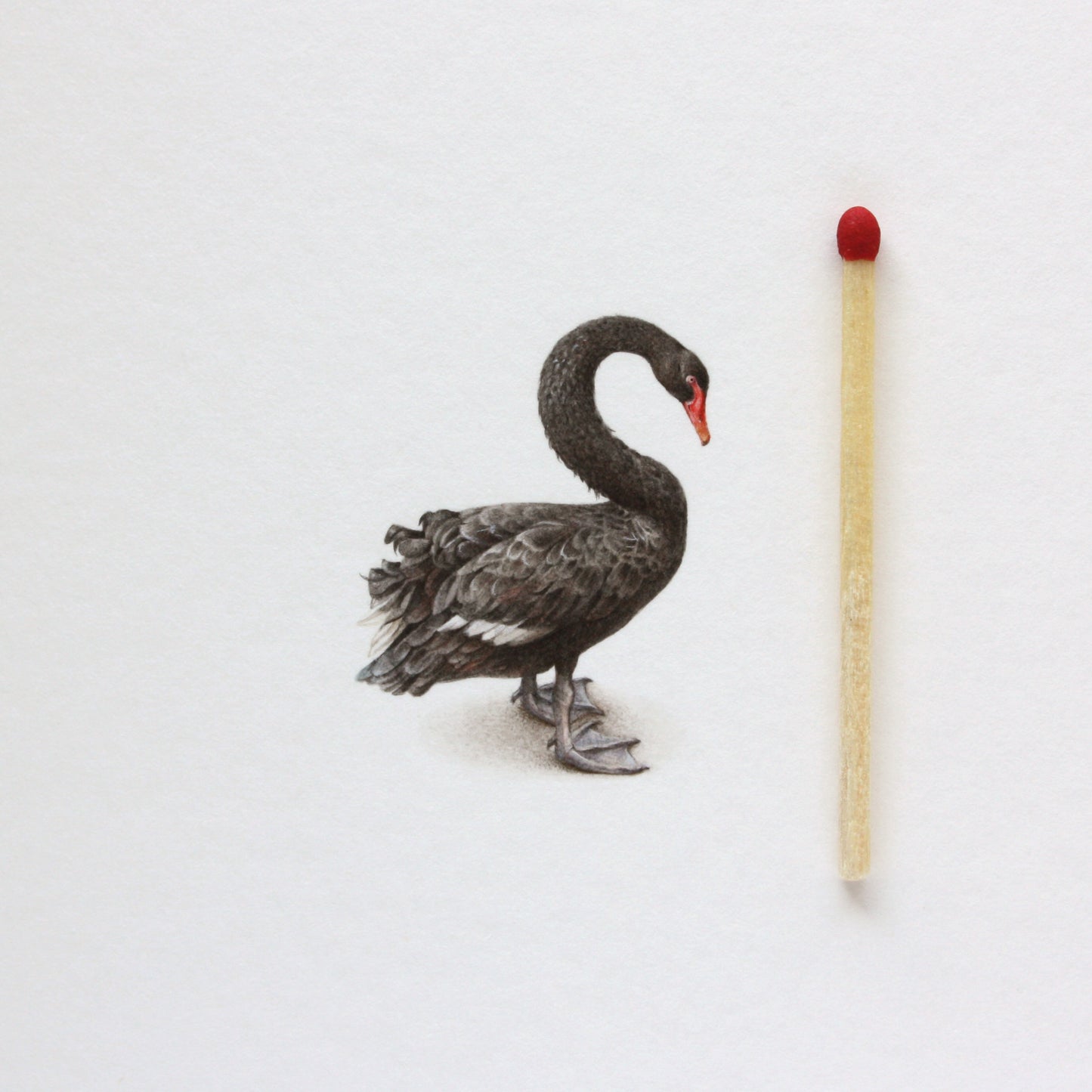 Original watercolor miniature painting. Black Swan