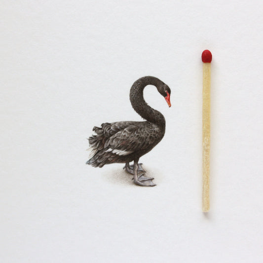 Original watercolor miniature painting. Black Swan