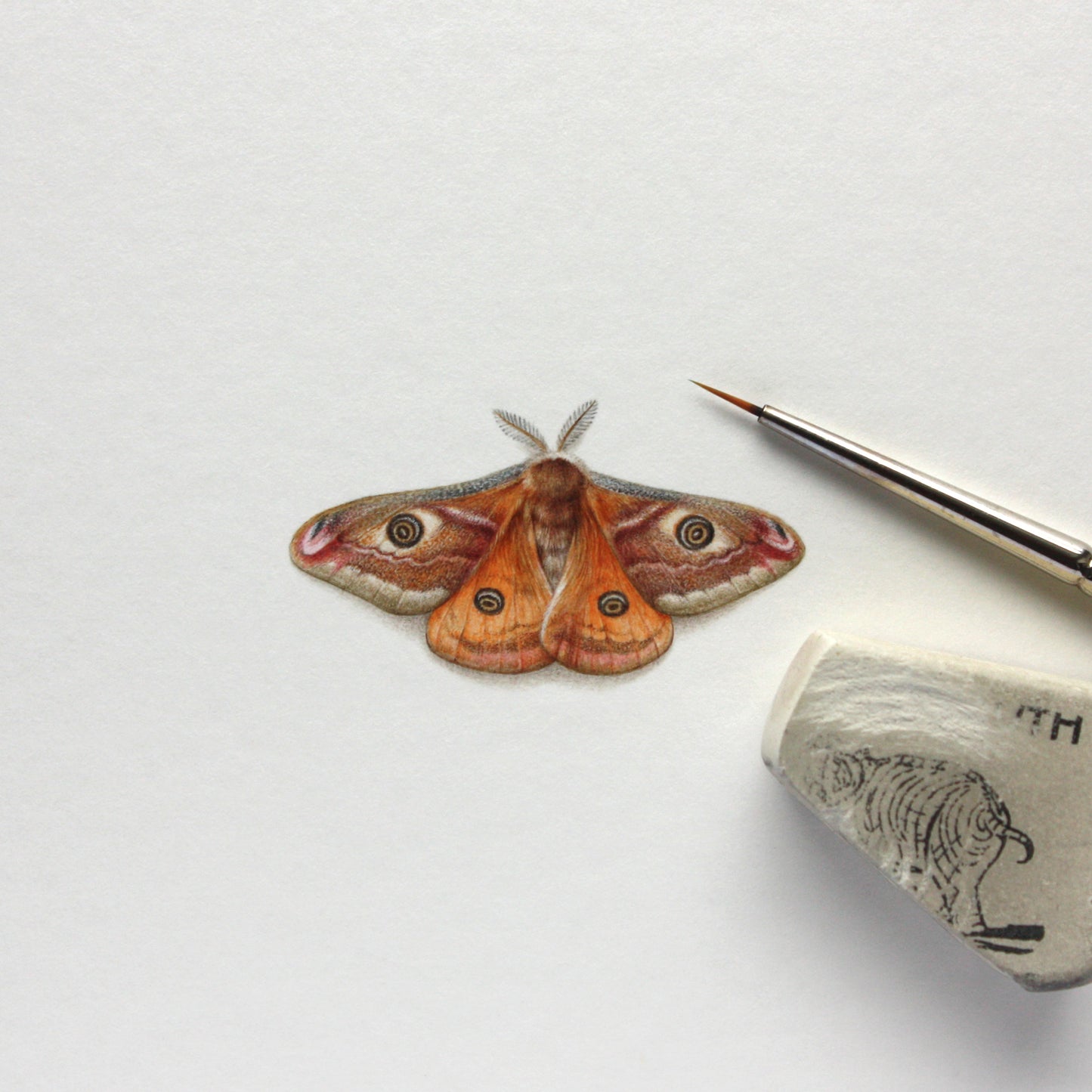 Original watercolor miniature painting. Emperor Moth