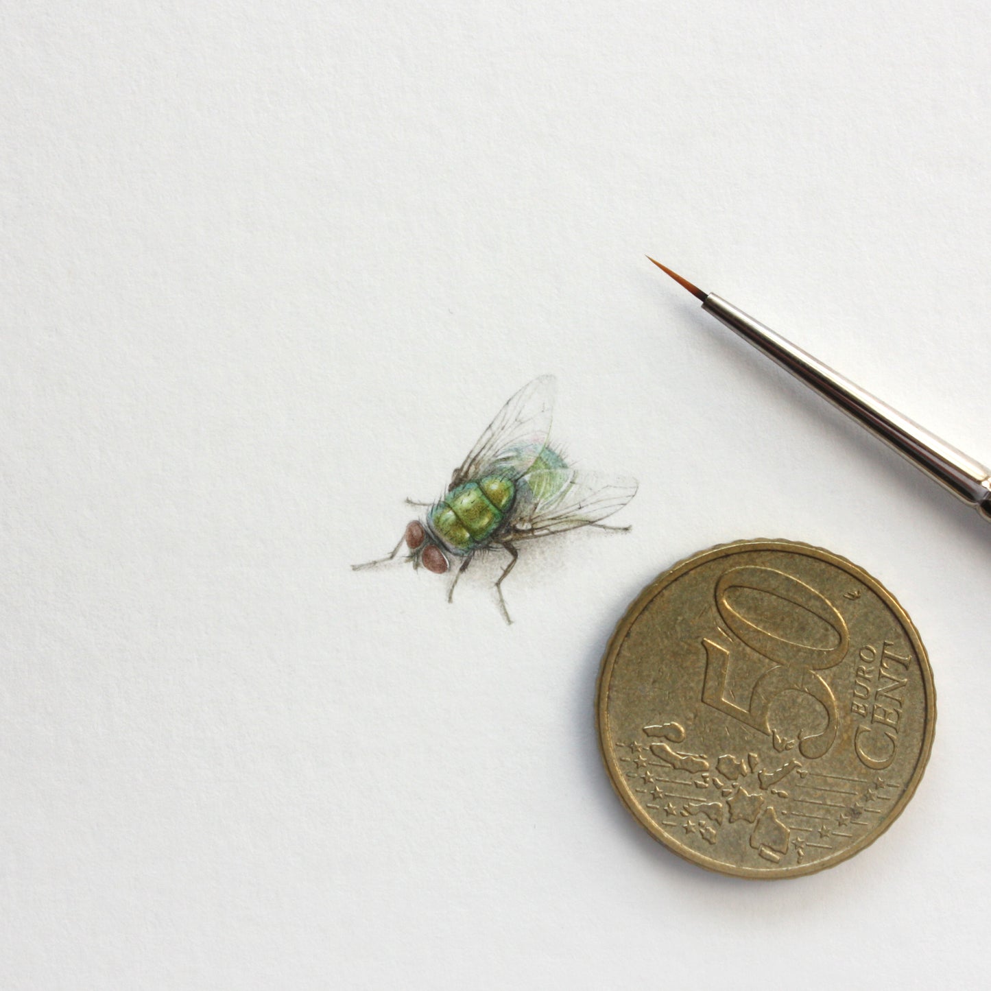 Original watercolor miniature painting. Common Green Bottle Fly