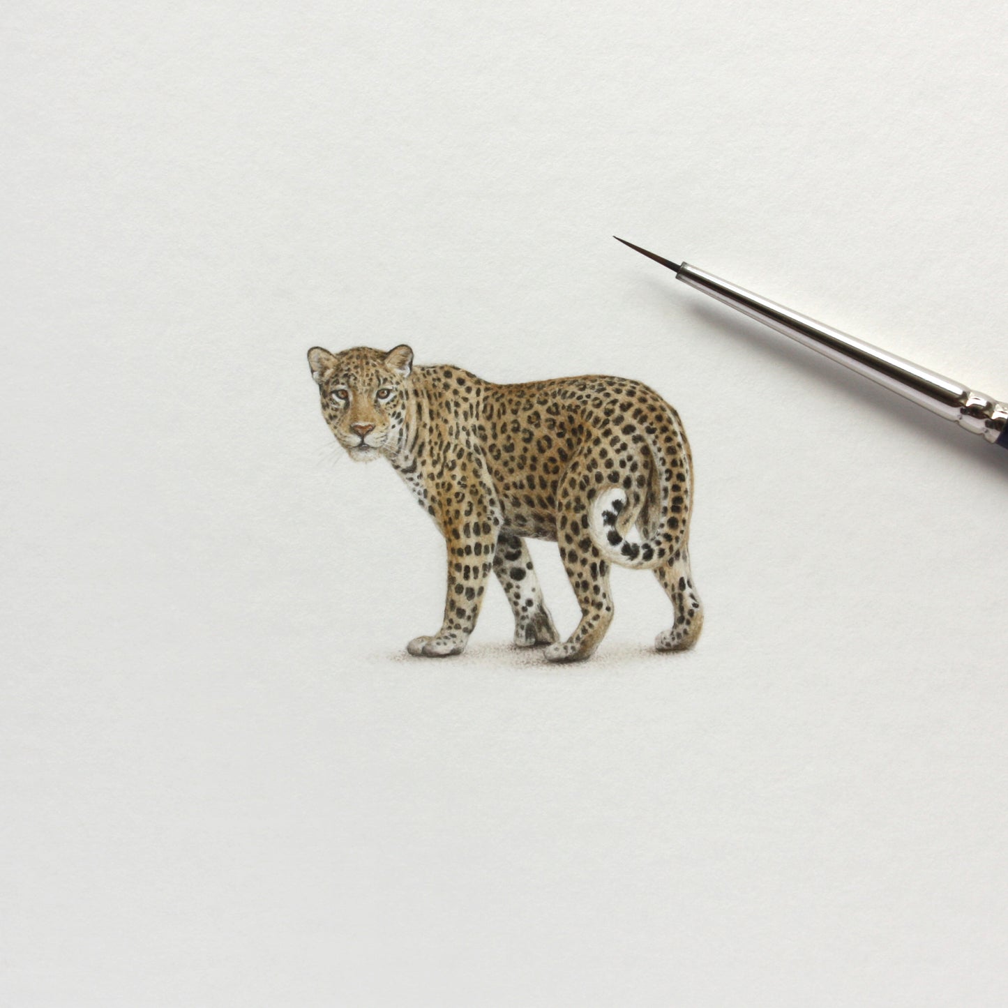 Leopard. Print from original watercolor miniature painting