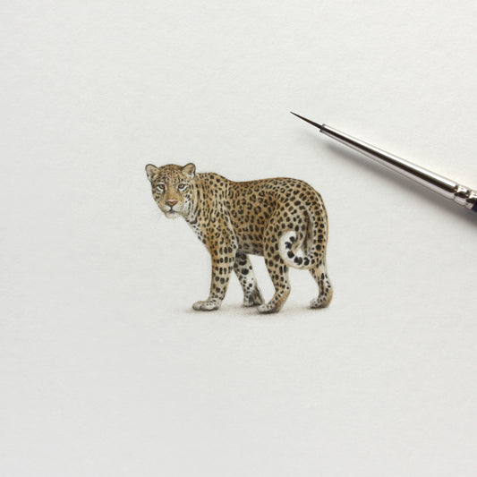 Original watercolor miniature painting. Leopard