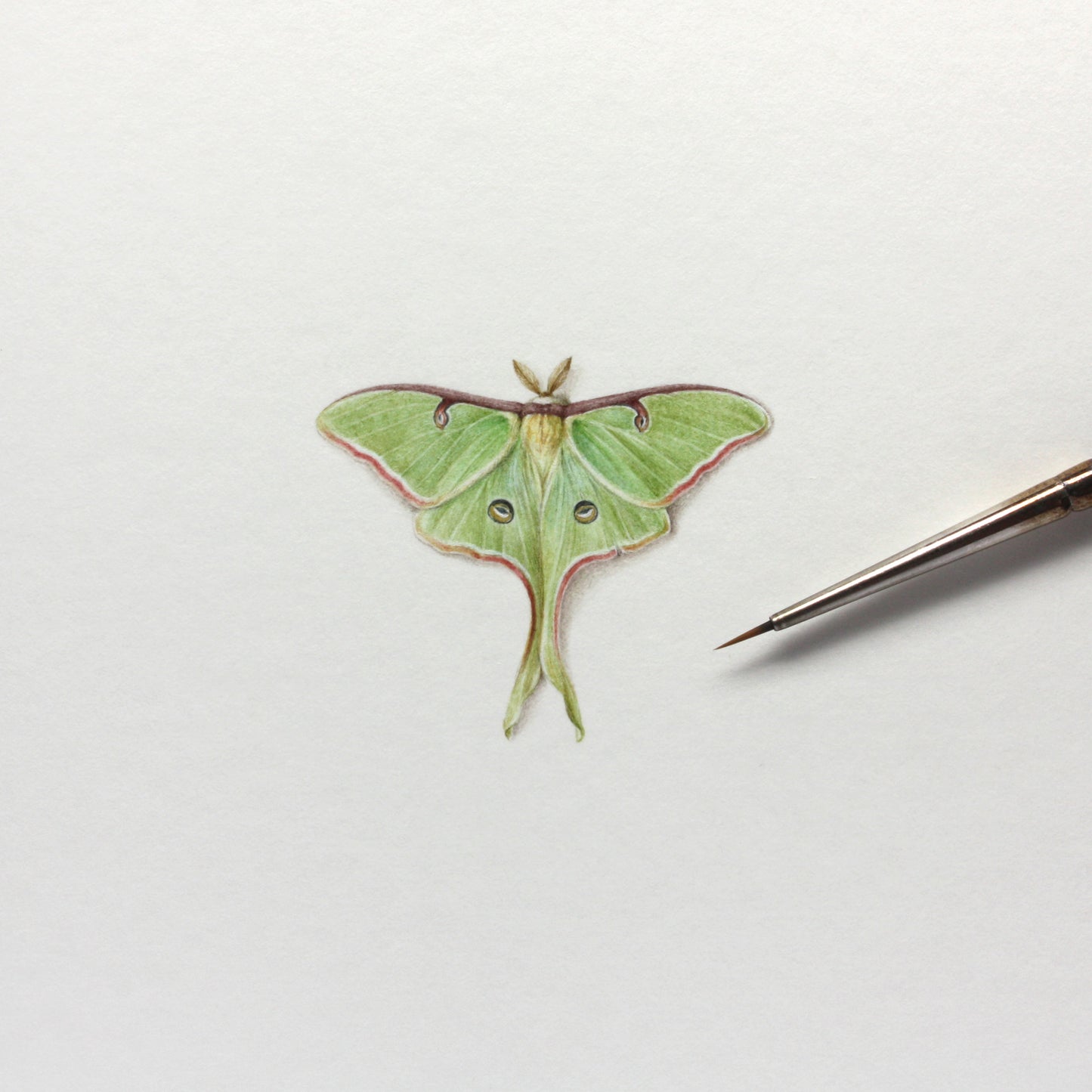 Luna Moth. Print from original watercolor miniature painting