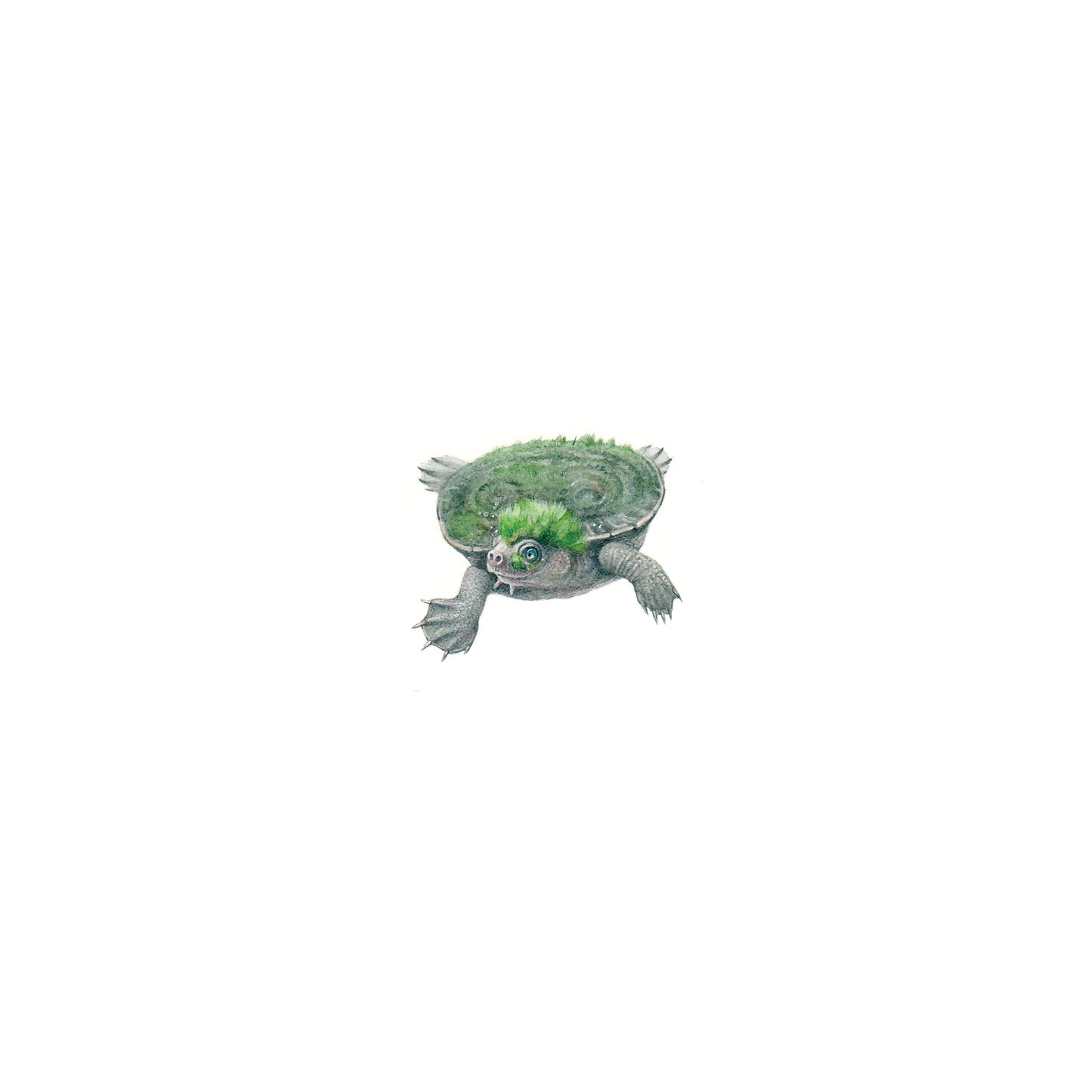 Mary River Turtle. Print from original watercolor miniature painting