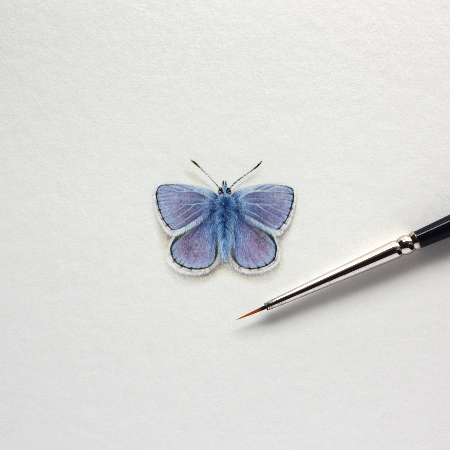 European Common Blue (Polyommatus icarus) – Original Watercolor Miniature