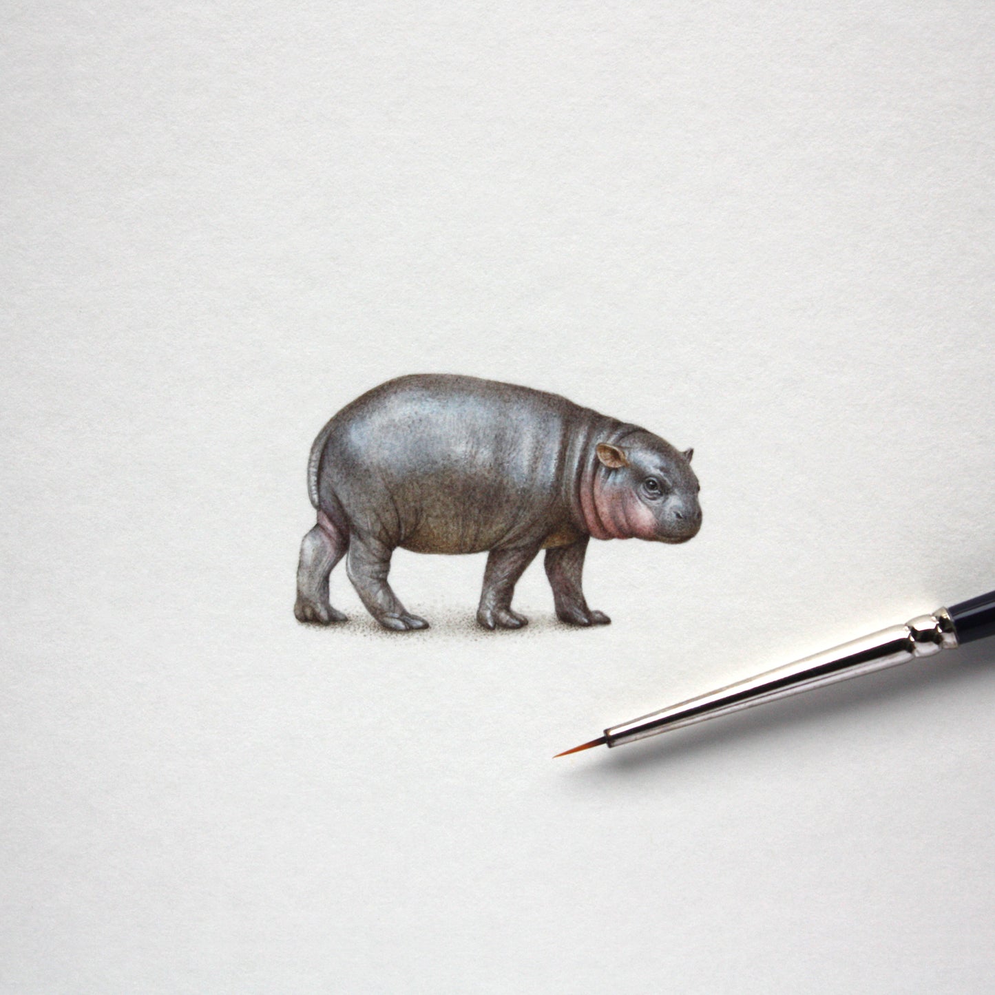 Original watercolor miniature painting. Pygmy Hippo