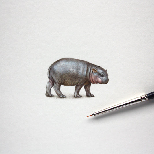 Original watercolor miniature painting. Pygmy Hippo