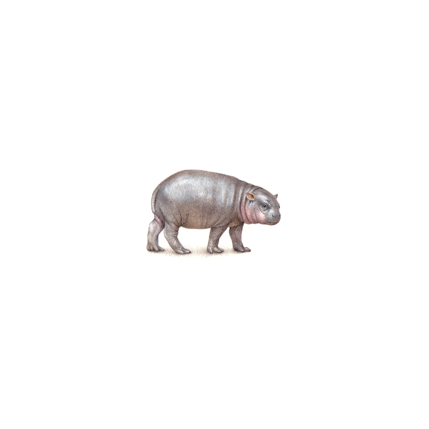 Pygmy Hippo. Print from original watercolor miniature painting