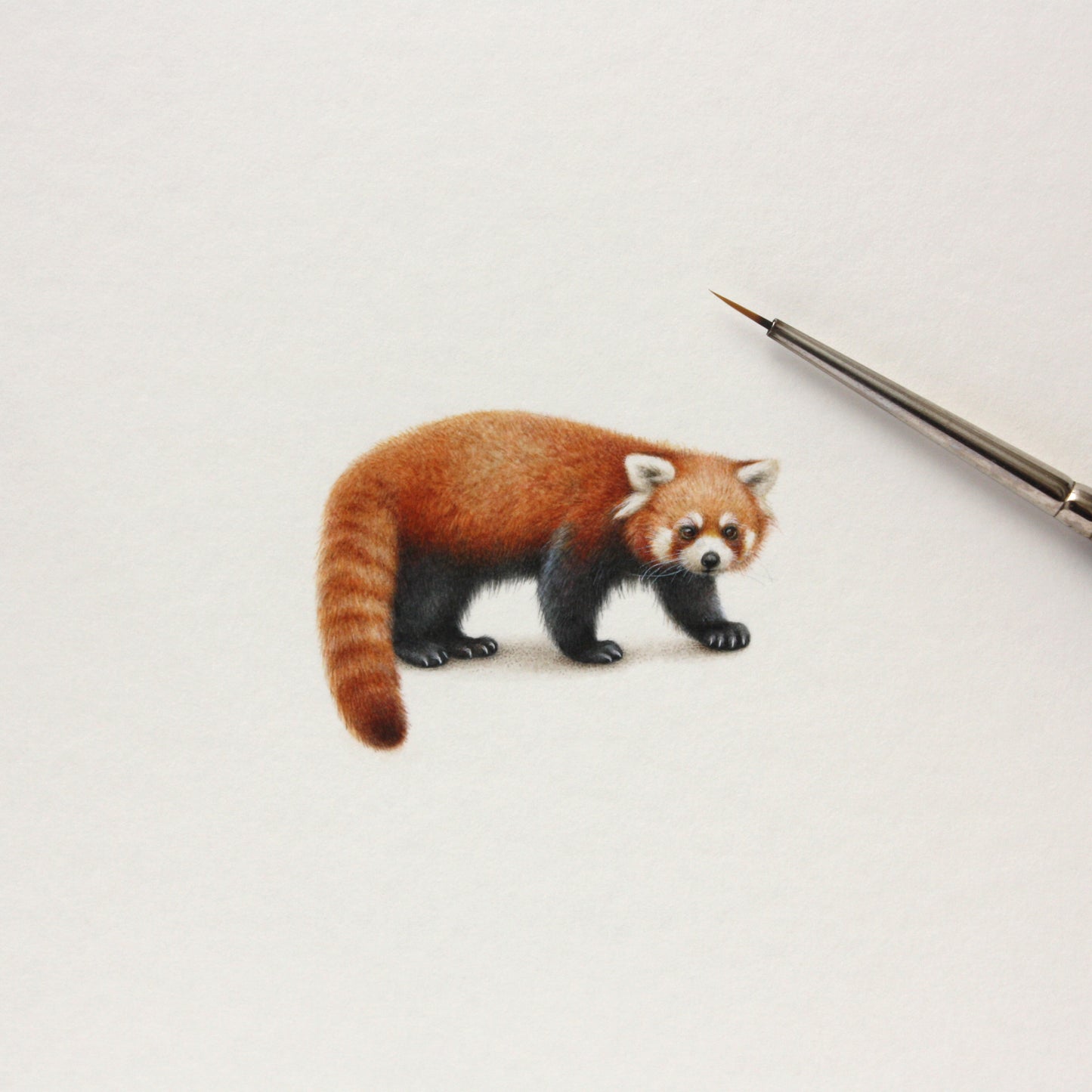 Original watercolor miniature painting. Red Panda
