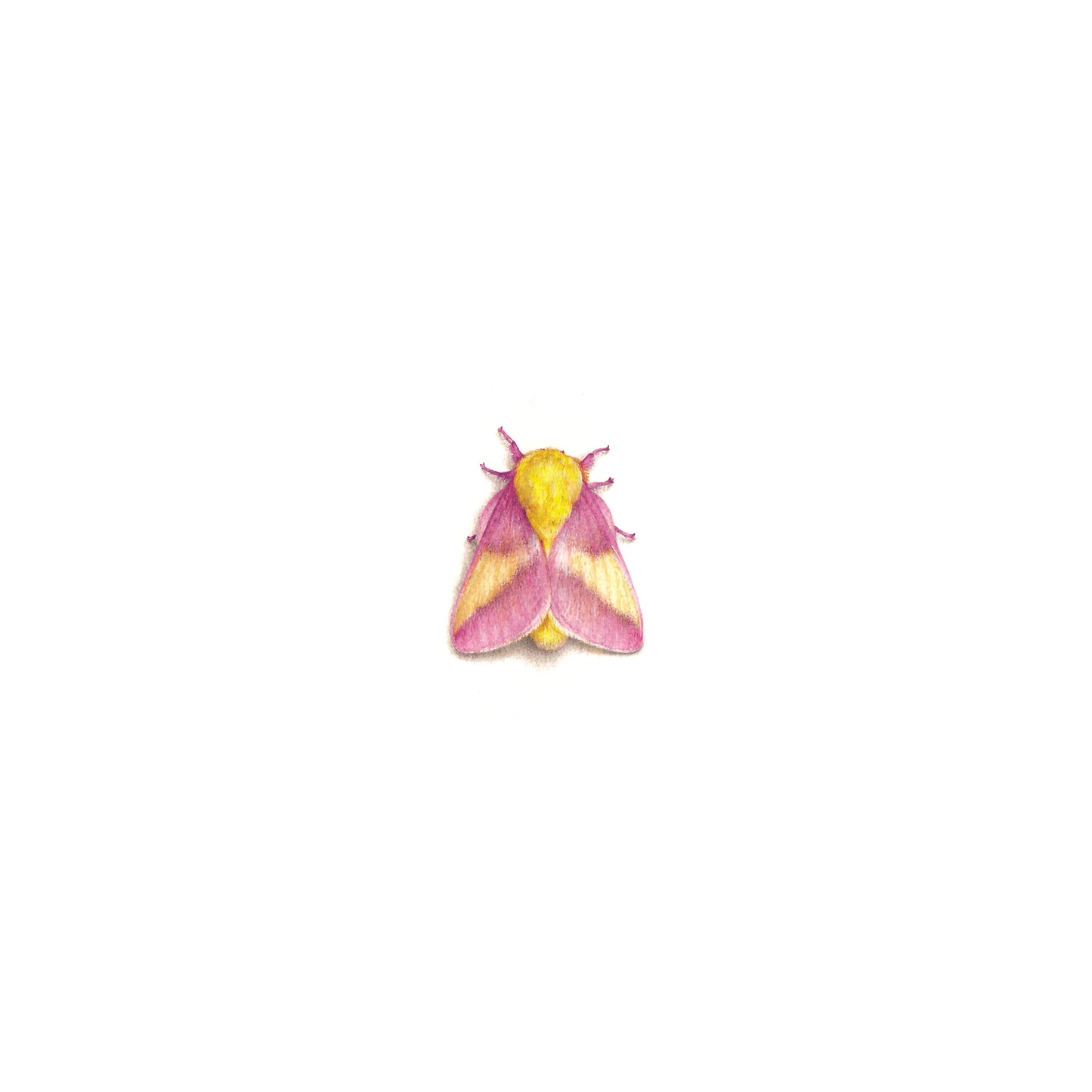 Rosy Maple Moth. Print from original watercolor miniature painting