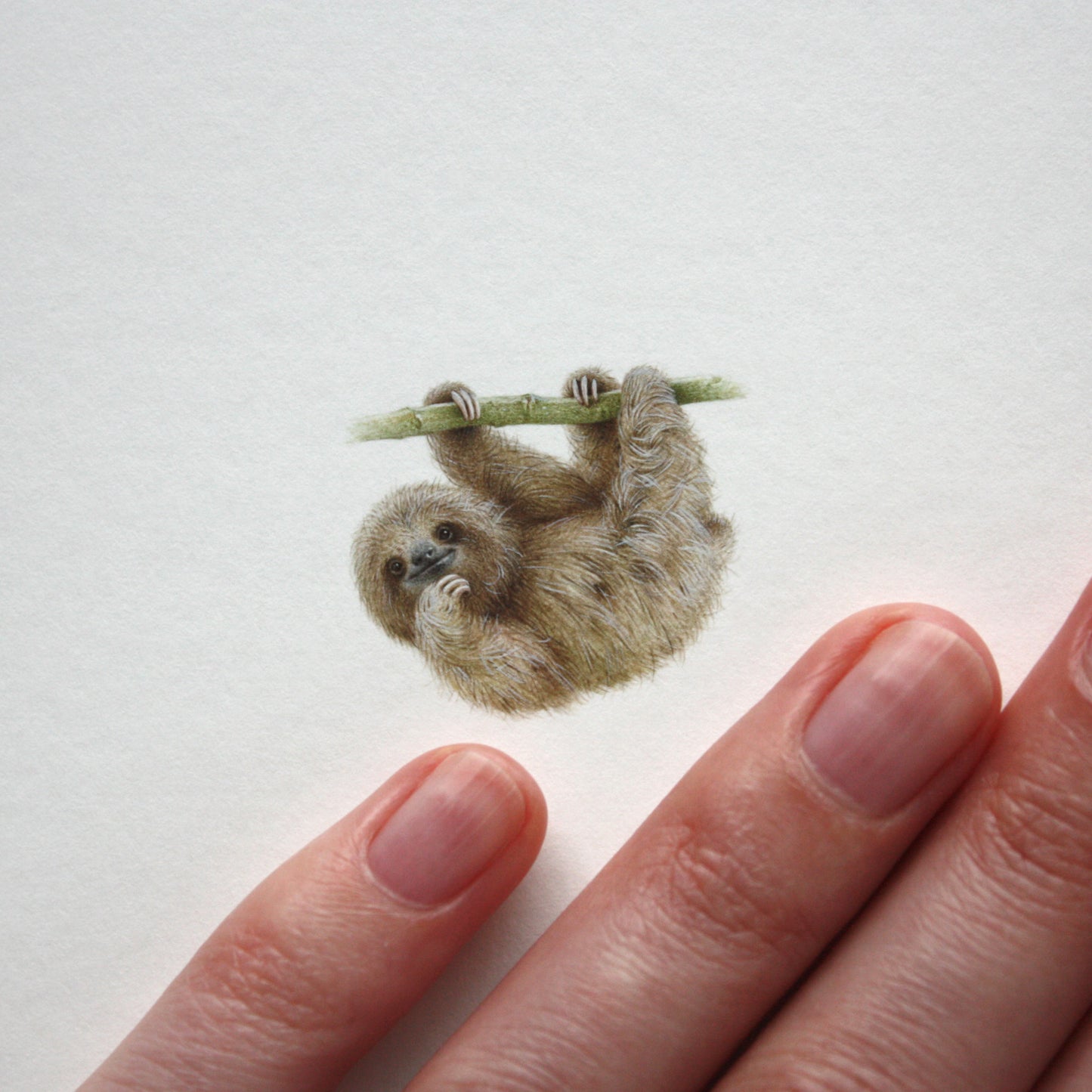 Pale-throated Sloth. Print from original watercolor miniature painting