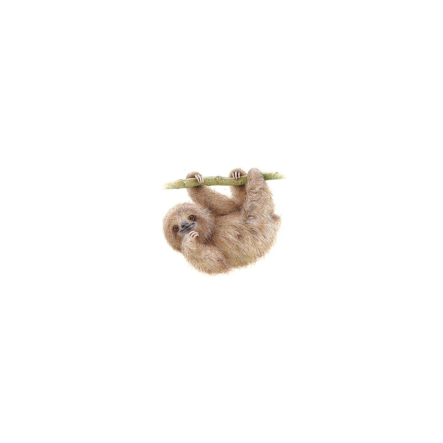 Pale-throated Sloth. Print from original watercolor miniature painting