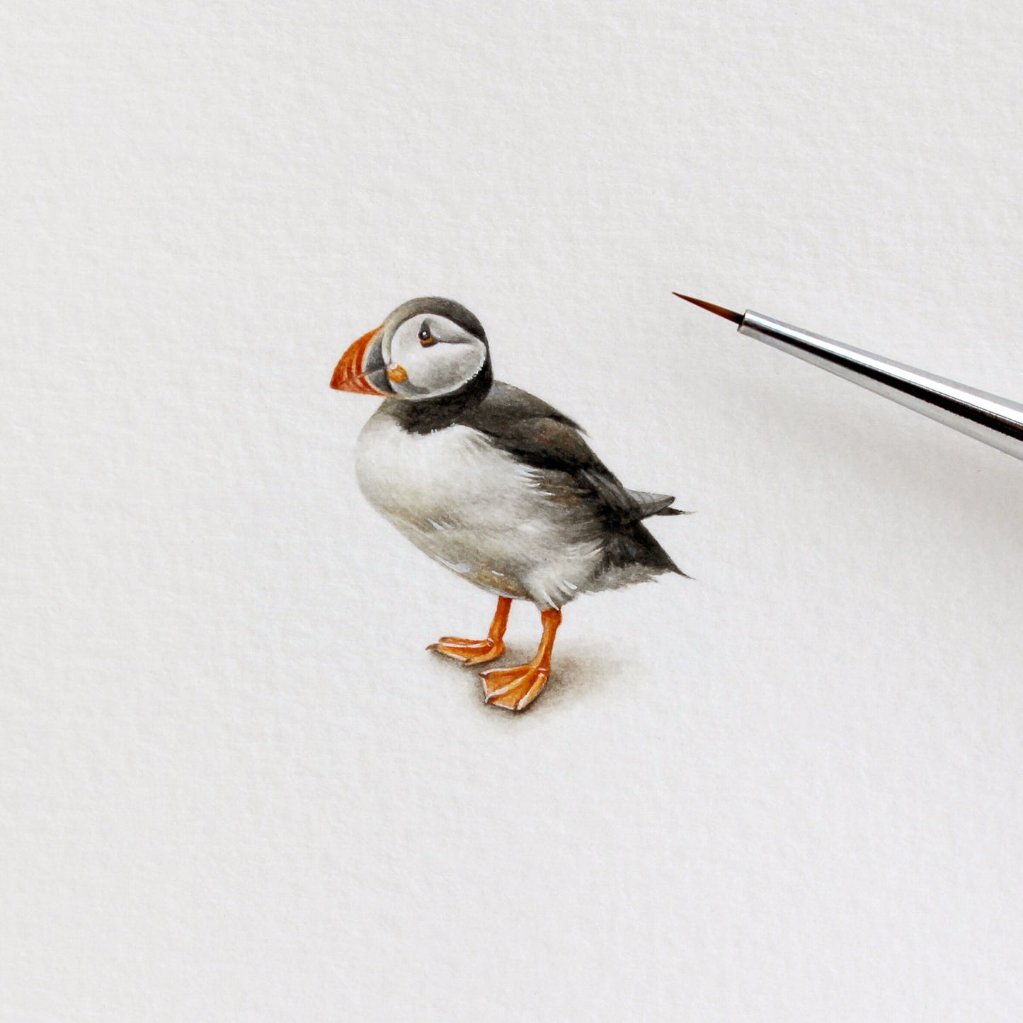 Puffin. Print from original watercolor miniature painting