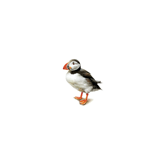 Puffin. Print from original watercolor miniature painting
