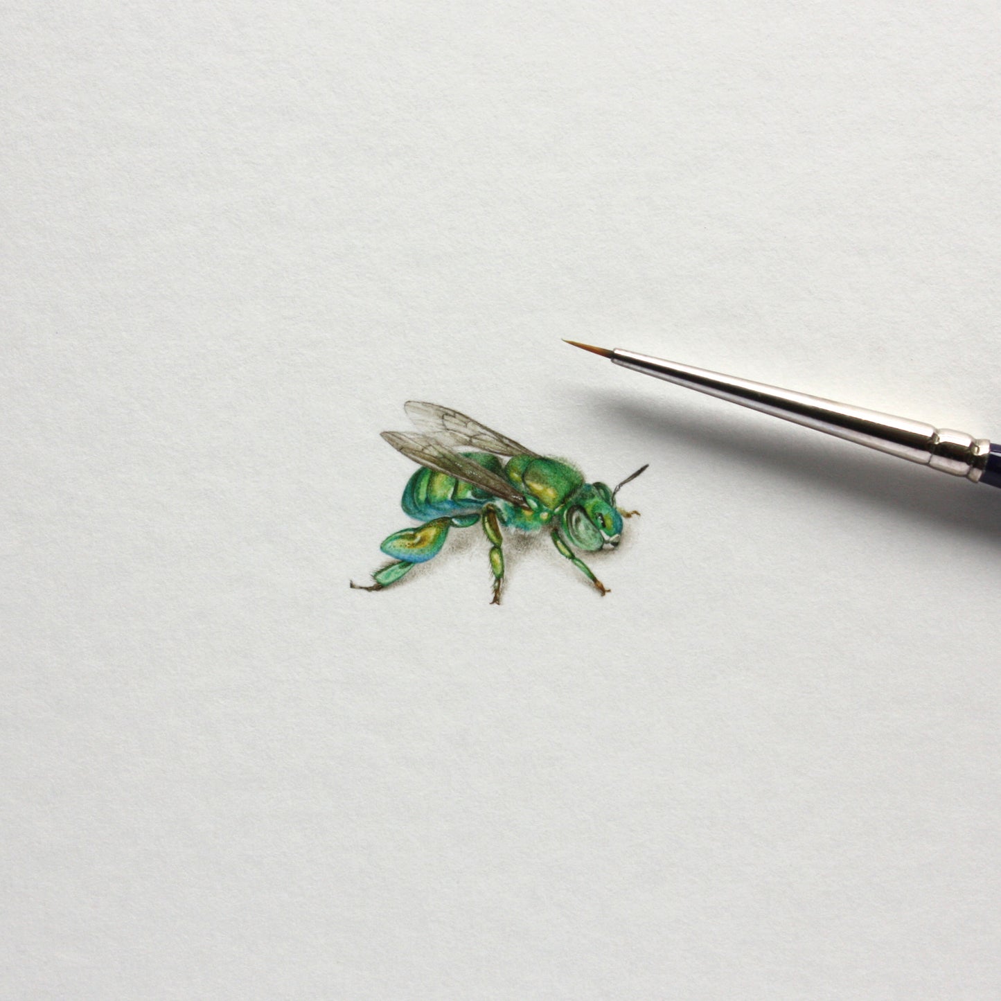 Orchid bee. Print from original watercolor miniature painting