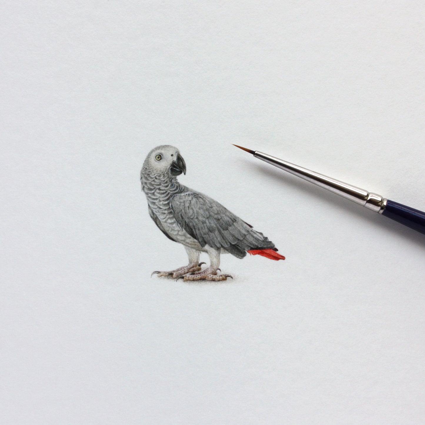 African Grey Parrot. Print from original watercolor miniature painting