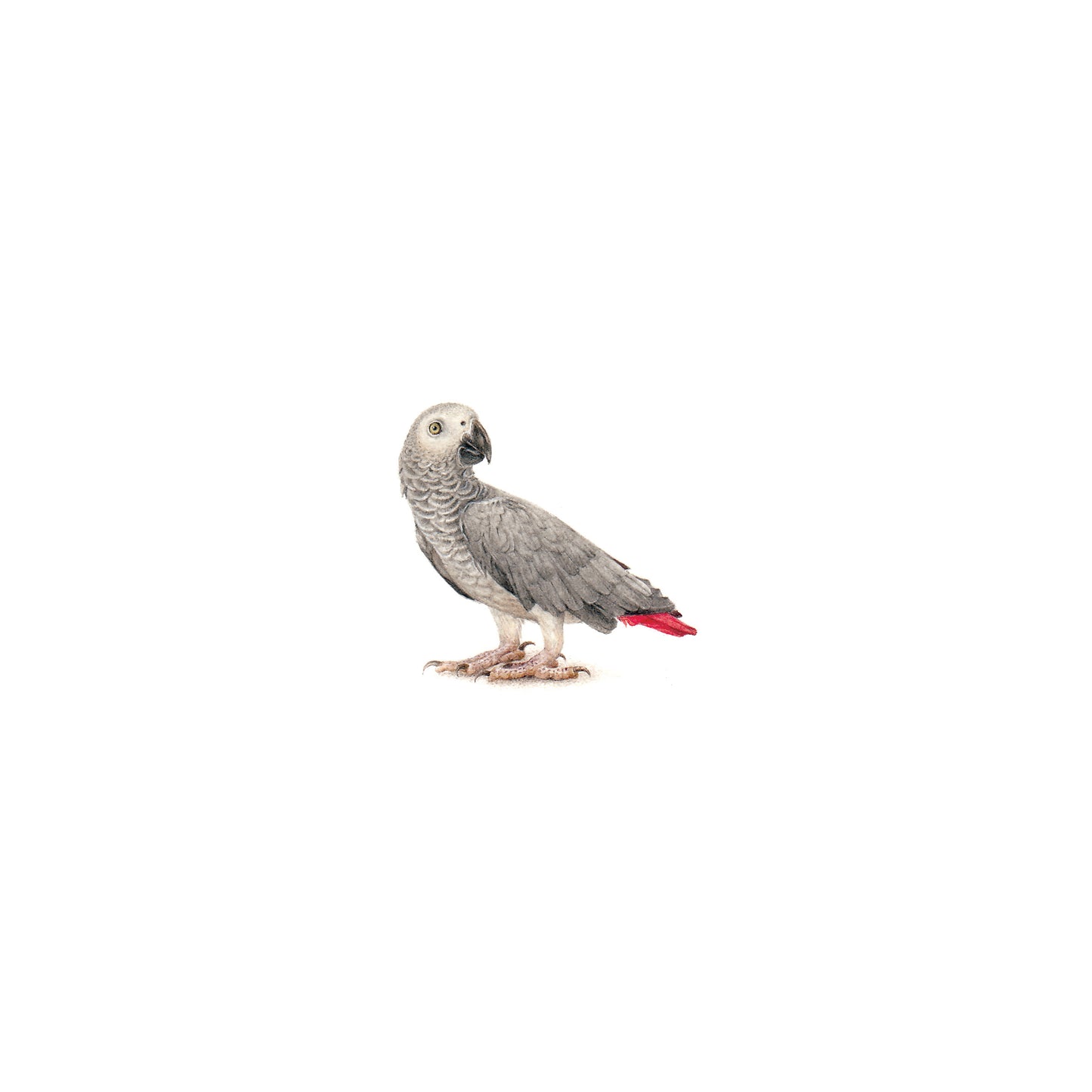 African Grey Parrot. Print from original watercolor miniature painting