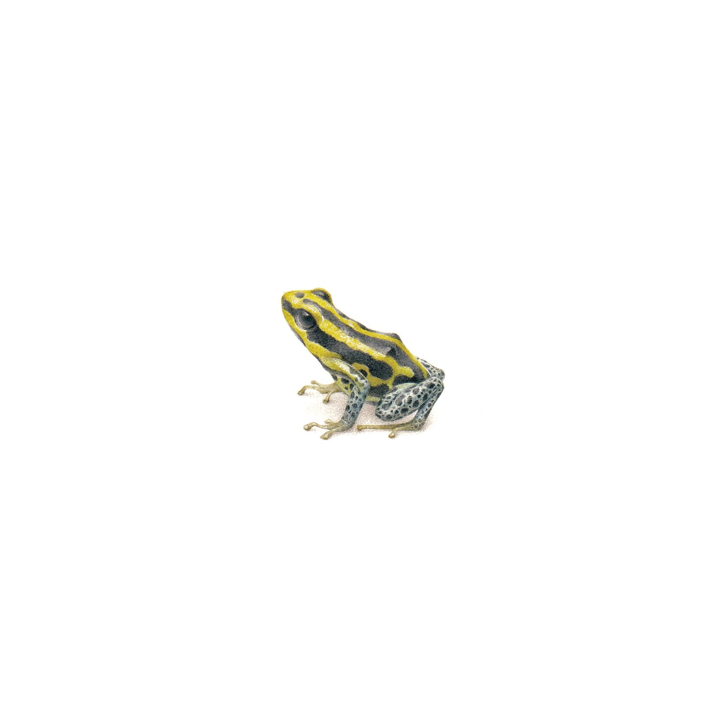 Amazonian Poison Frog. Print from original watercolor miniature painting