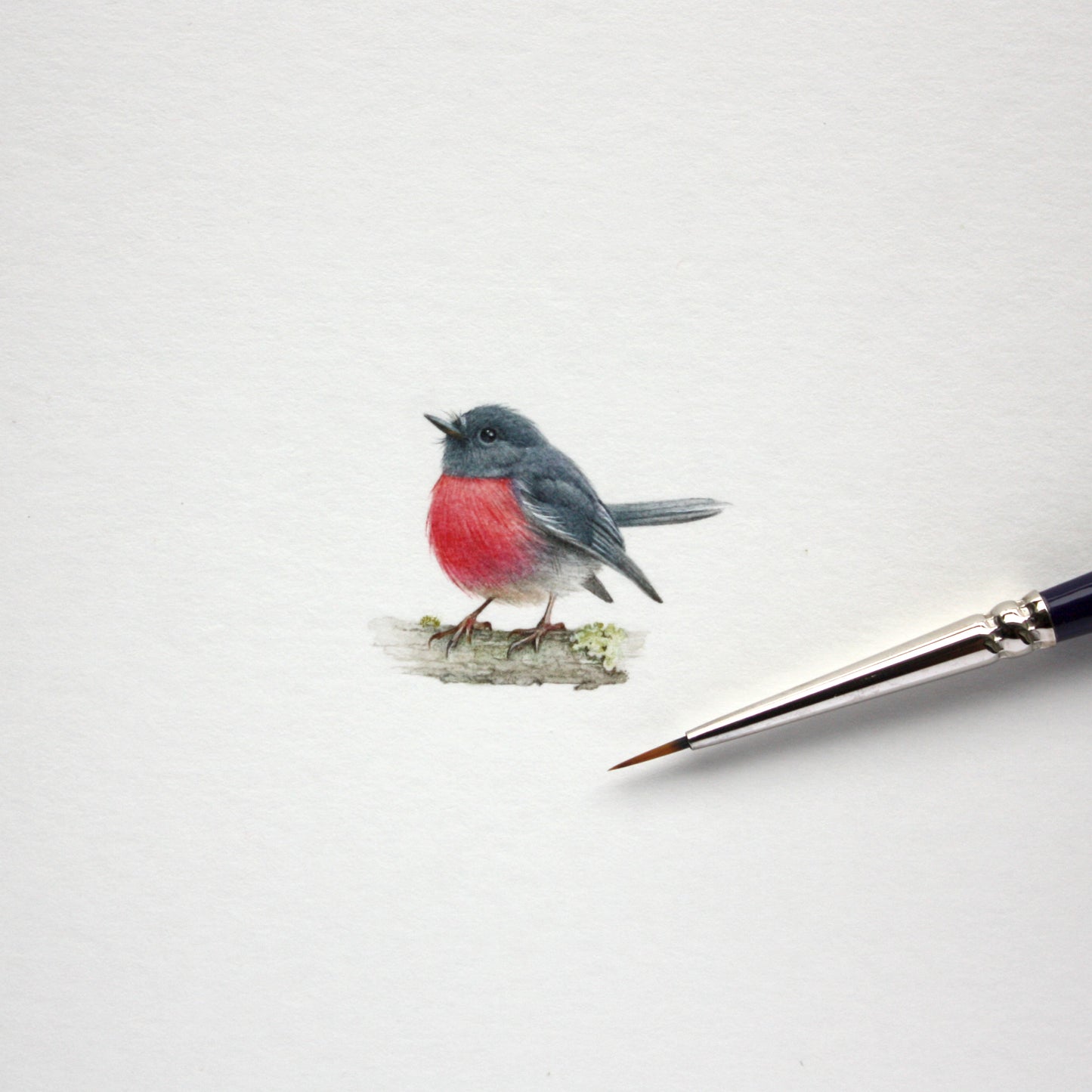 PRINT of watercolor miniature painting. Australian Pink Robin