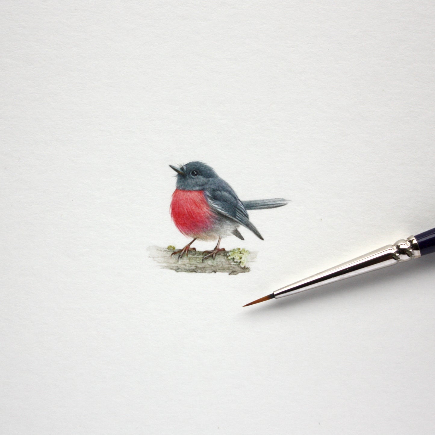 Australian Pink Robin. Print from original watercolor miniature painting