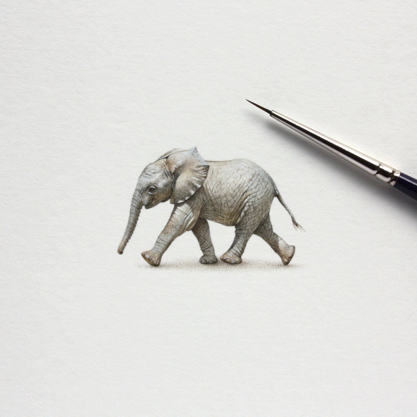 PRINT of watercolor miniature painting. Little Elephant
