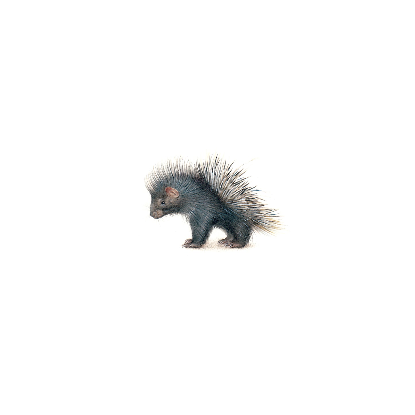 Baby Porcupine. Print from original watercolor miniature painting