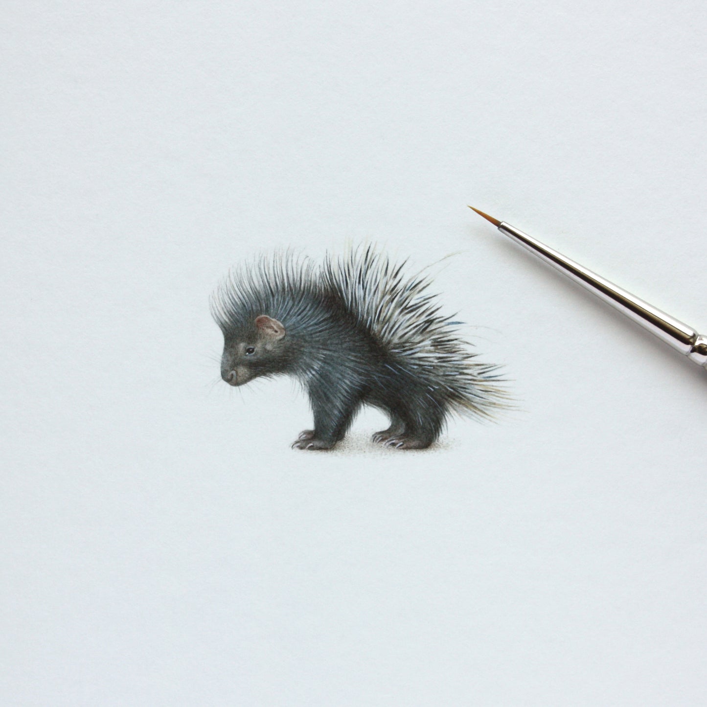 Baby Porcupine. Print from original watercolor miniature painting