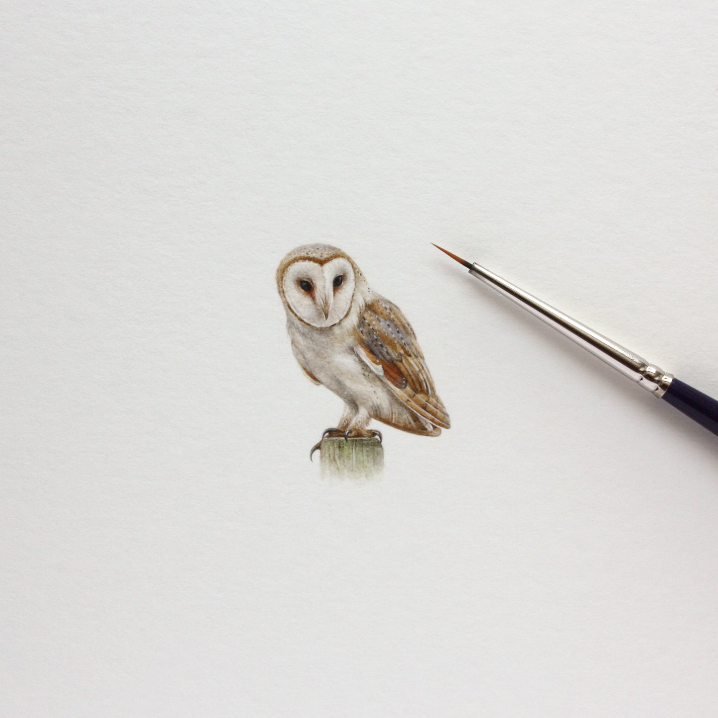 Barn Owl. Print from original watercolor miniature painting