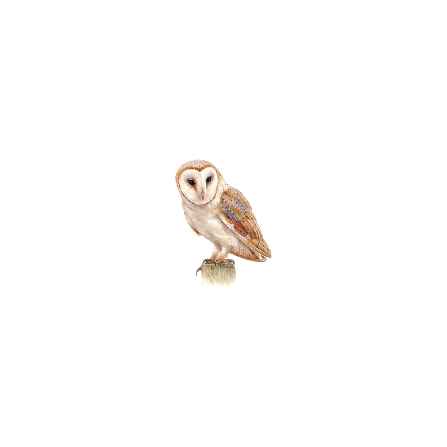 Barn Owl. Print from original watercolor miniature painting