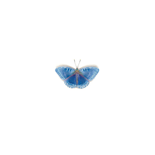 PRINT of watercolor miniature painting. Popinjay Butterfly