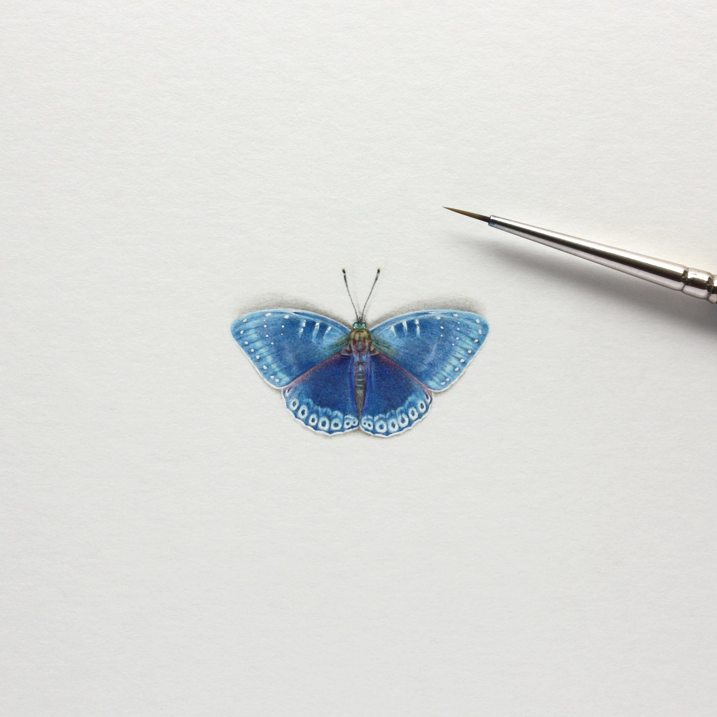 PRINT of watercolor miniature painting. Popinjay Butterfly
