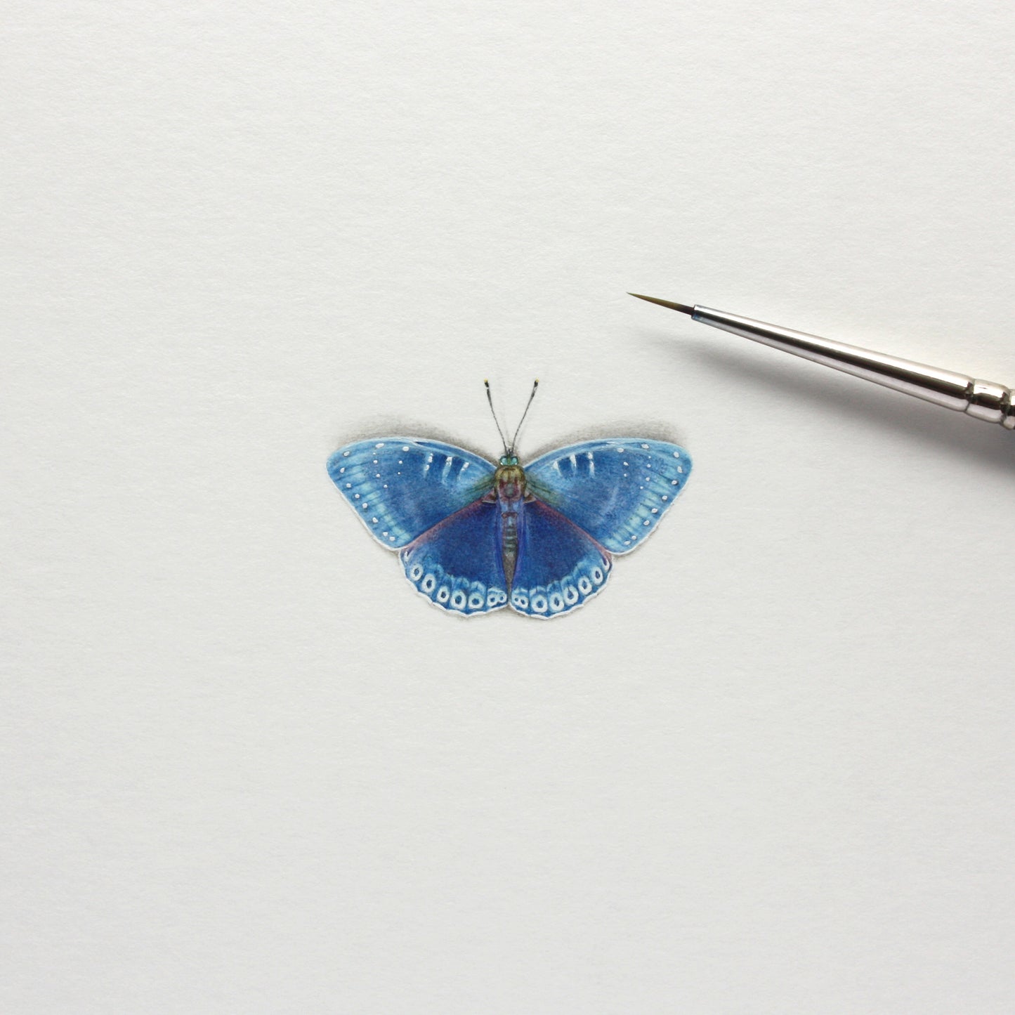 Popinjay Butterfly. Print from original watercolor miniature painting