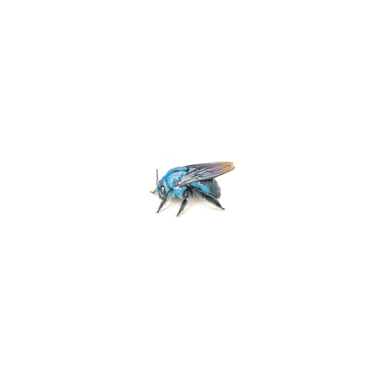 PRINT of watercolor miniature painting. Blue Carpenter Bee