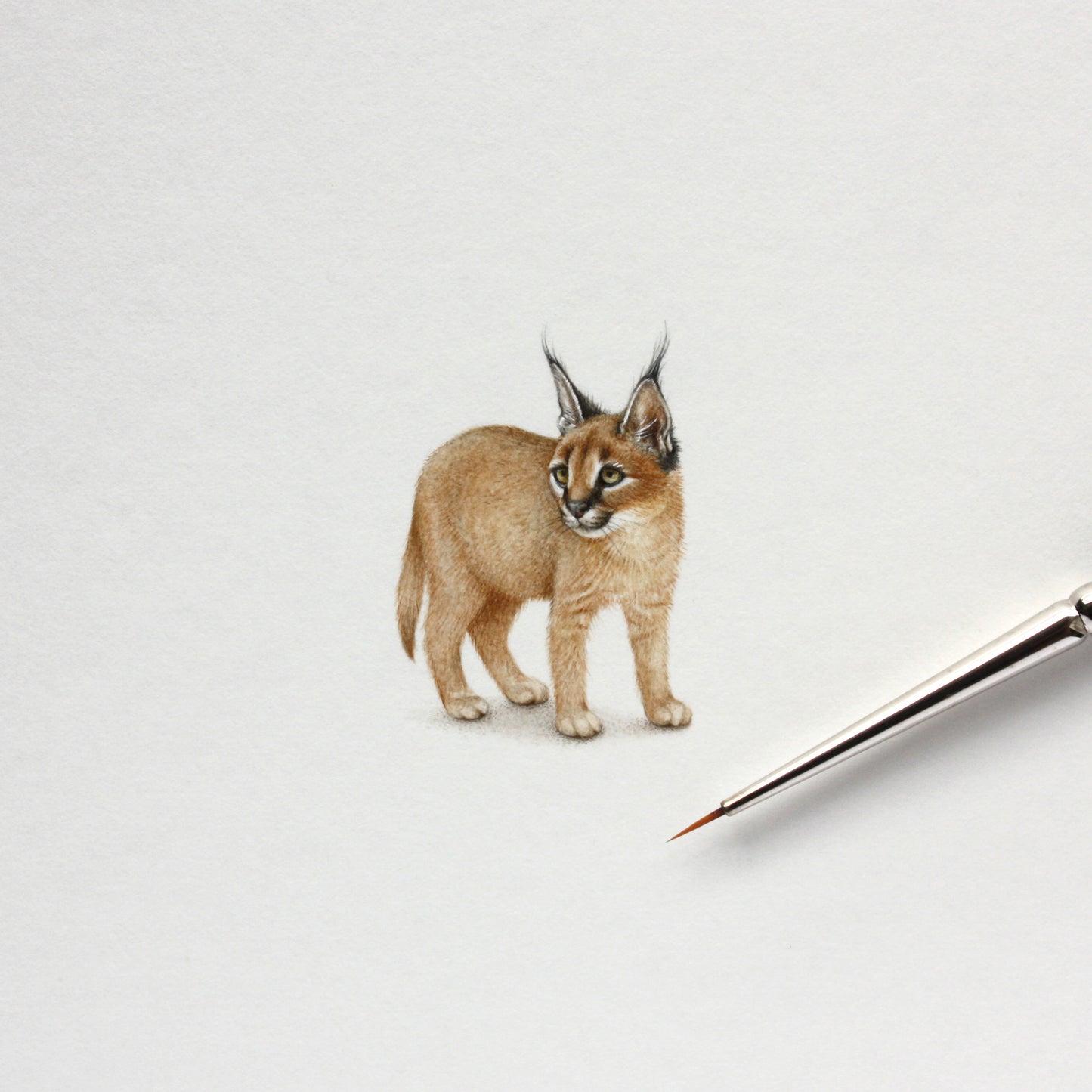 PRINT of watercolor miniature painting. Caracal Kitten