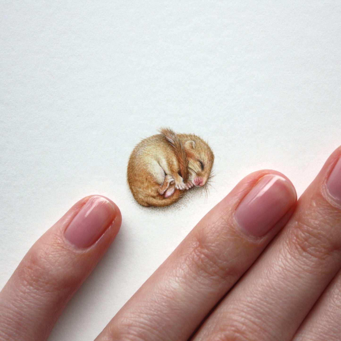 Sleeping dormouse. Print from original watercolor miniature painting