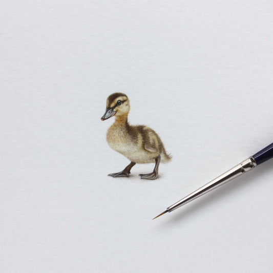 Original watercolor miniature painting. Duckling