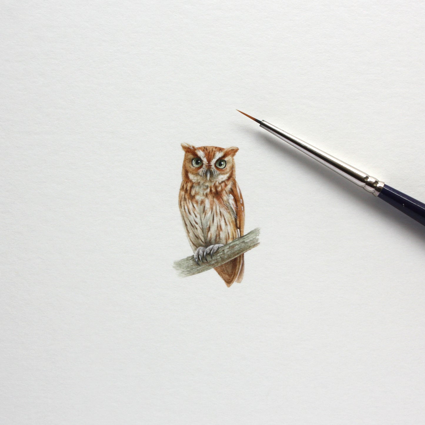 Original watercolor miniature painting. Eastern Screech Owl