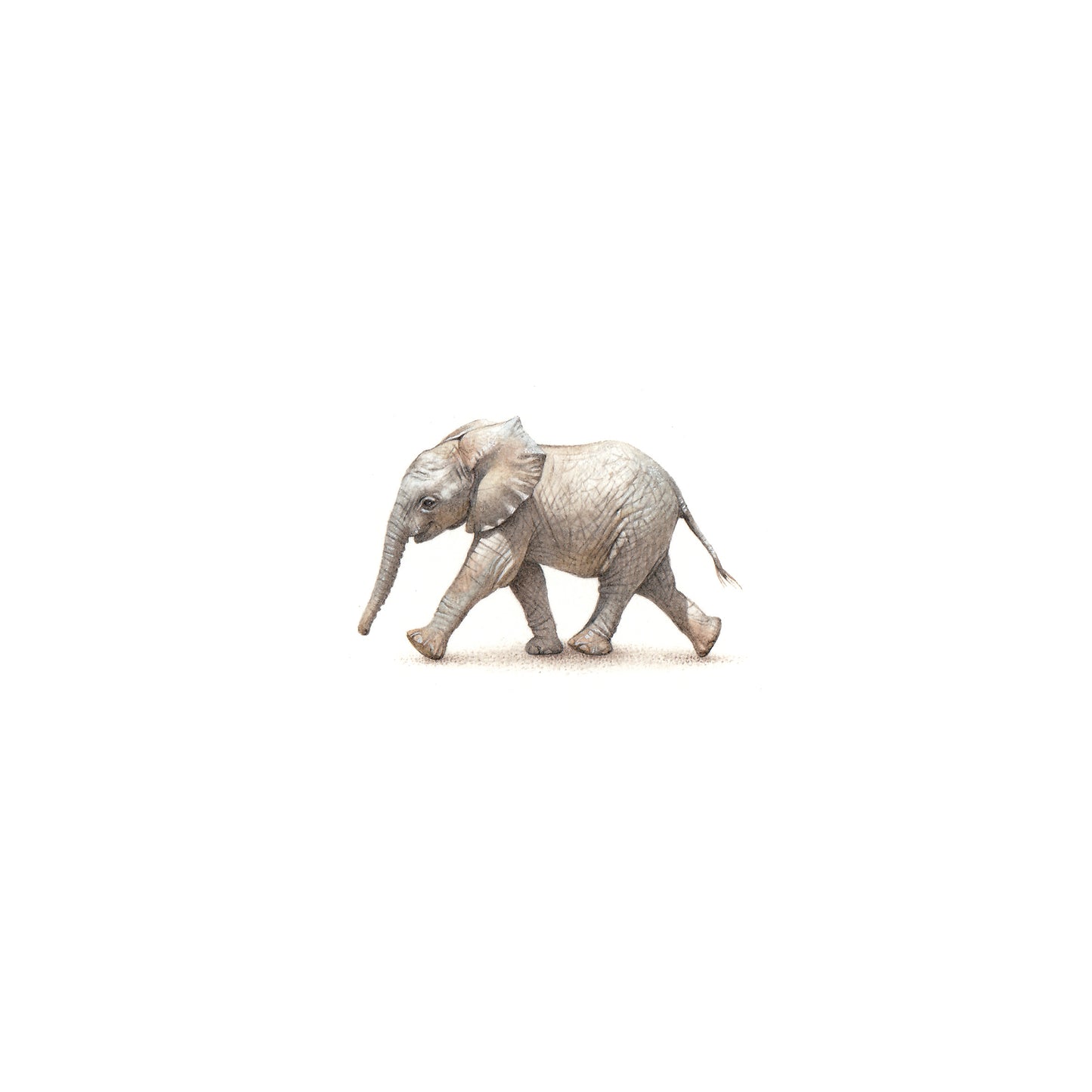 Little Elephant. Print from original watercolor miniature painting