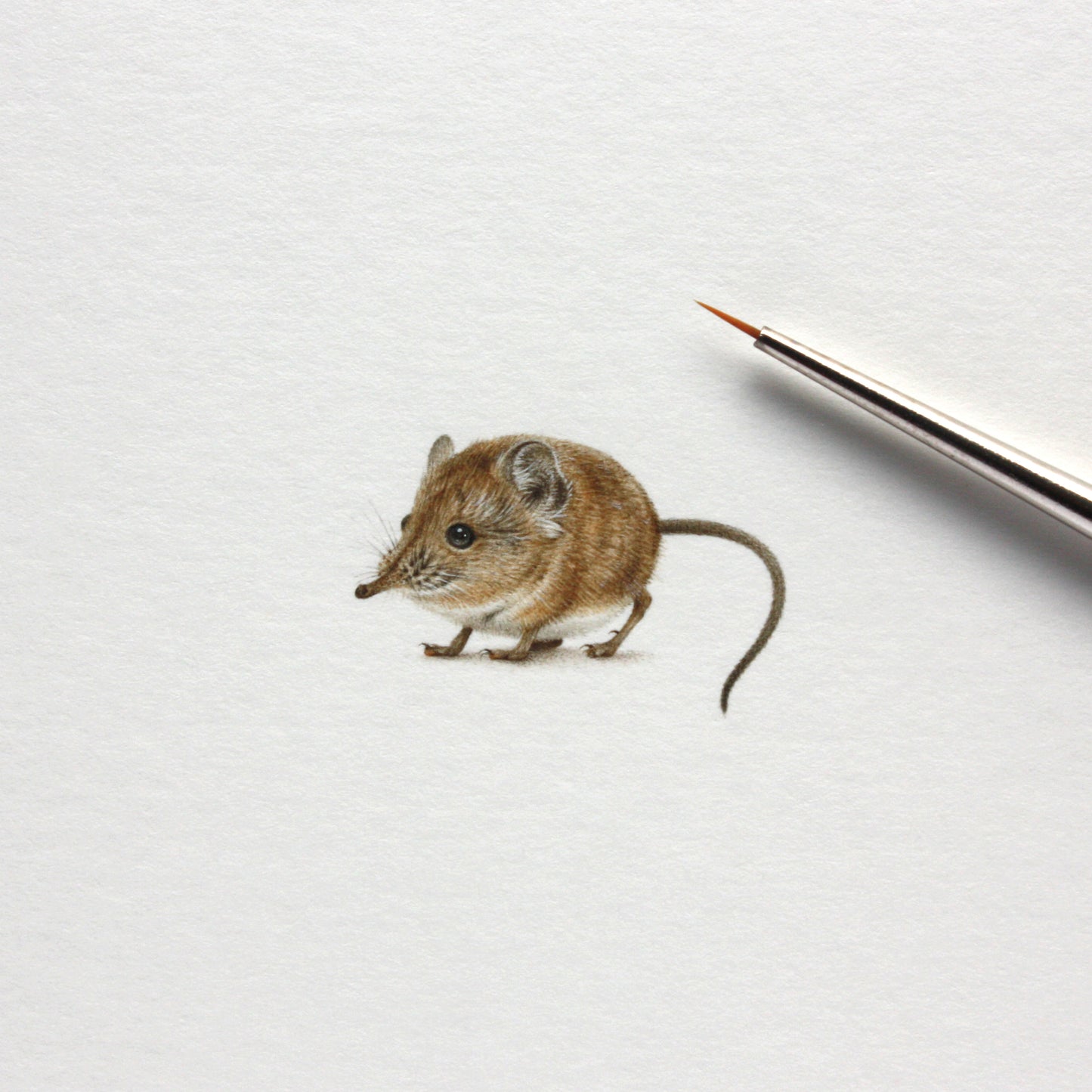 Original watercolor miniature painting. Elephant Shrew (Short-eared)