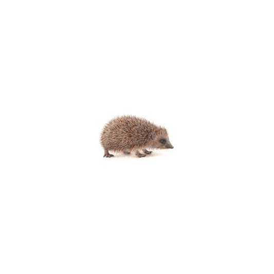 European Hedgehog. Print from original watercolor miniature painting